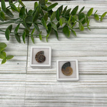 Load image into Gallery viewer, Ammonite Half Mini