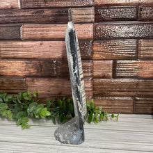 Load image into Gallery viewer, Standing Orthoceras