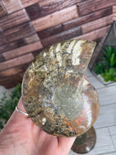 Load image into Gallery viewer, Ammonite Fossil Pair