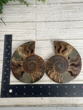 Load image into Gallery viewer, Ammonite Fossil Pair Large