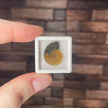 Load image into Gallery viewer, Ammonite Half Mini