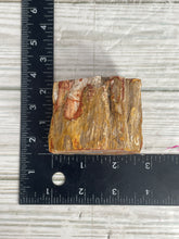 Load image into Gallery viewer, Petrified Wood