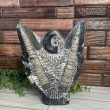 Load image into Gallery viewer, Standing Orthoceras