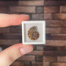 Load image into Gallery viewer, Ammonite Half Mini