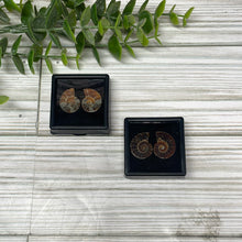 Load image into Gallery viewer, Ammonite Pair Mini