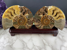 Load image into Gallery viewer, Fossil Ammonite Pair with Stand- AS IS CONDITION