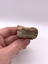 Load image into Gallery viewer, Petrified Wood