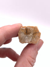 Load image into Gallery viewer, Petrified Wood