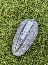 Load image into Gallery viewer, Fossil Orthoceras