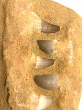 Load image into Gallery viewer, Shark Teeth in the Matrix