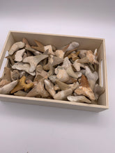 Load image into Gallery viewer, Shark Tooth