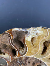 Load image into Gallery viewer, Fossil Ammonite Pair with Stand- AS IS CONDITION