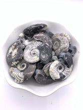 Load image into Gallery viewer, Orthoceras Fossil (1)