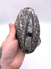 Load image into Gallery viewer, Fossil Orthoceras