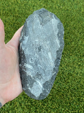 Load image into Gallery viewer, Fossil Orthoceras