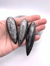 Load image into Gallery viewer, Orthoceras Fossil (1)