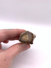 Load image into Gallery viewer, Petrified Wood