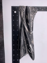 Load image into Gallery viewer, Standing Orthoceras in Matric