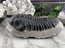 Load image into Gallery viewer, Trilobite Fossil