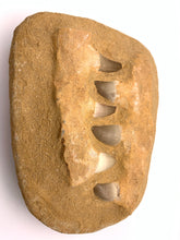 Load image into Gallery viewer, Shark Teeth in the Matrix