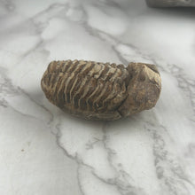 Load image into Gallery viewer, Trilobite