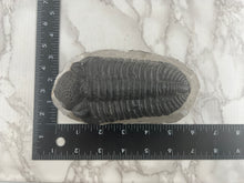 Load image into Gallery viewer, Trilobite Fossil