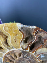 Load image into Gallery viewer, Fossil Ammonite Pair with Stand- AS IS CONDITION