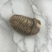Load image into Gallery viewer, Trilobite