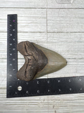 Load image into Gallery viewer, Megalodon Tooth