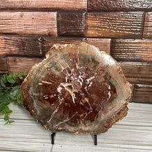 Load image into Gallery viewer, Petrified Wood Slab