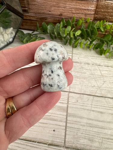 Kiwi Jasper Mushroom
