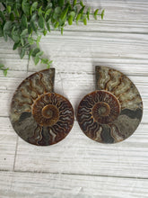 Load image into Gallery viewer, Ammonite Fossil Pair