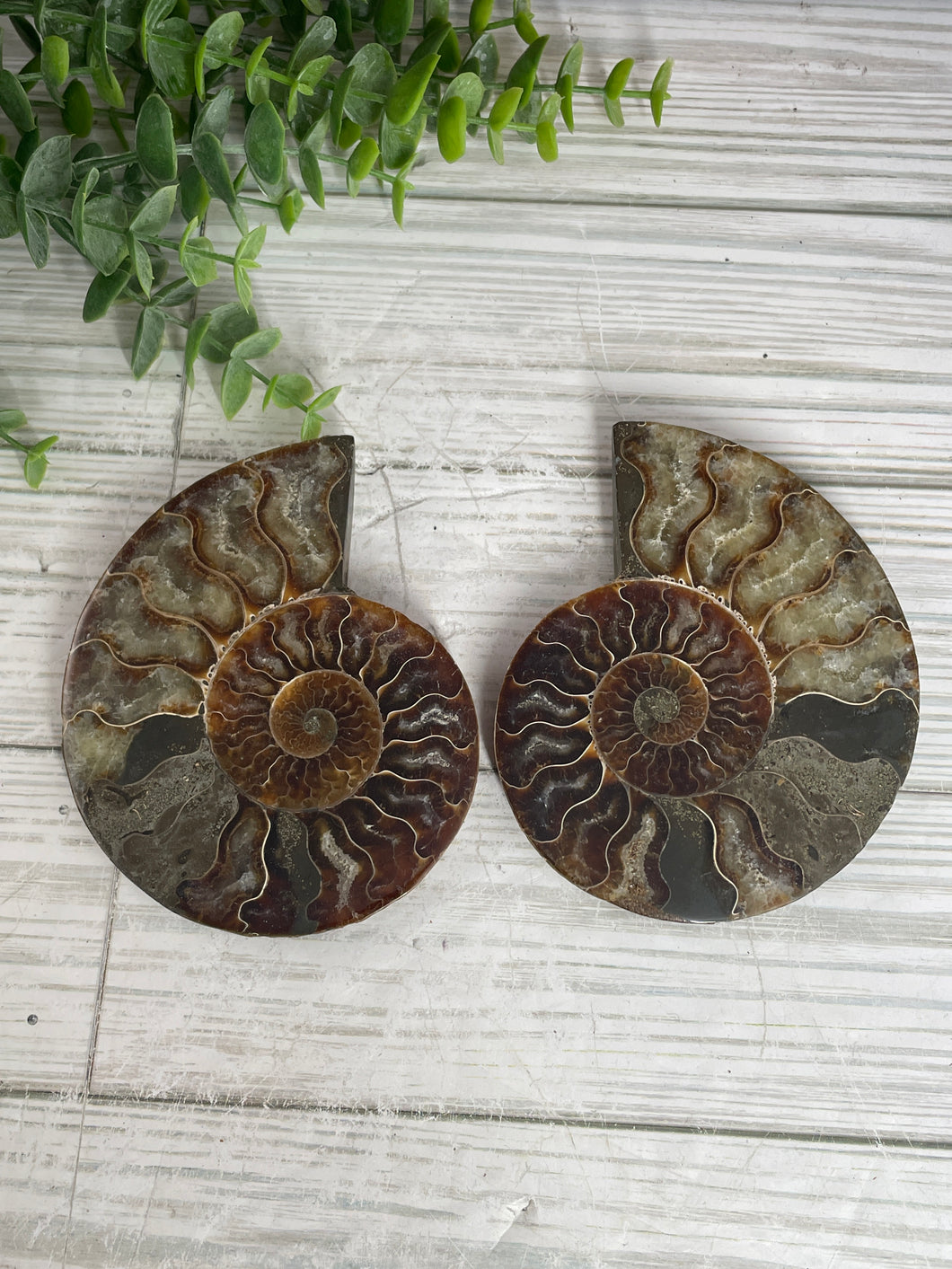 Ammonite Fossil Pair