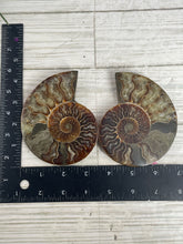 Load image into Gallery viewer, Ammonite Fossil Pair