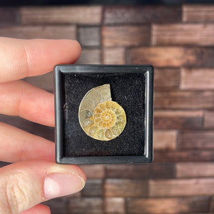 Ammonite Half Small