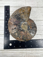 Load image into Gallery viewer, Ammonite Pair