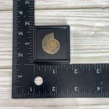 Load image into Gallery viewer, Ammonite Half Small