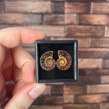 Load image into Gallery viewer, Ammonite Pair Mini