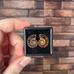 Ammonite Pair Mini