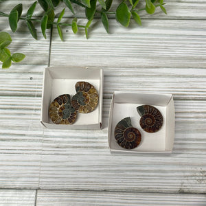 Ammonite Pair Small