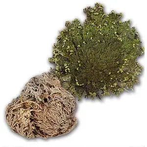 Rose of Jericho