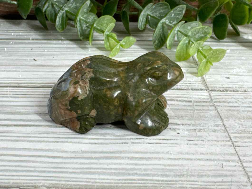 Rainforest Jasper Frog