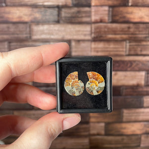 Ammonite Pair Mini