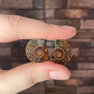 Ammonite Pair Small