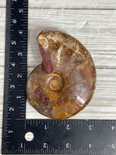 Load image into Gallery viewer, Ammonite Fossil