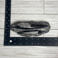 Load image into Gallery viewer, Fossil Orthoceras