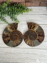 Load image into Gallery viewer, Ammonite Fossil Pair Large