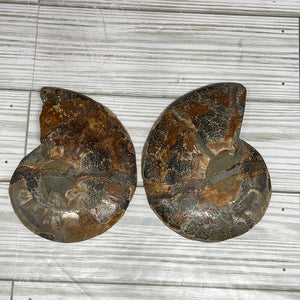 Ammonite Fossil Pair