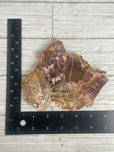Petrified Wood Slab