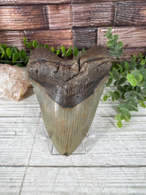 Load image into Gallery viewer, Megalodon Tooth